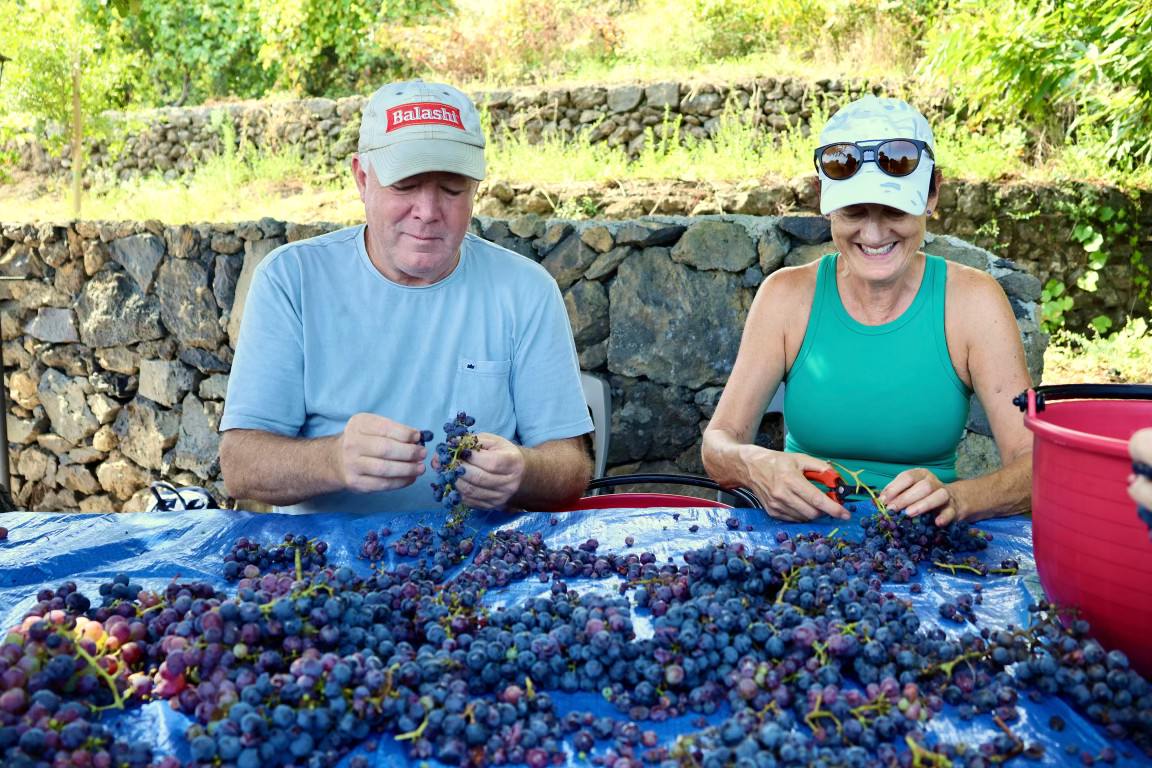 Steve picking grapes