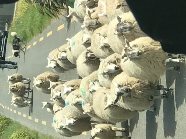 Sheep walking on a road