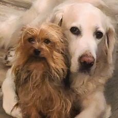 mark's dogs